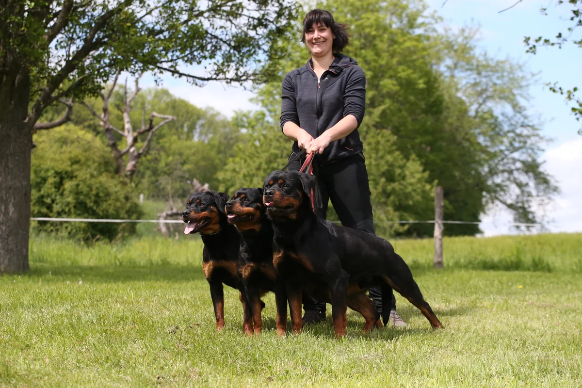 Karolin mit drei Rottweilern auf dem Trainingsgelände